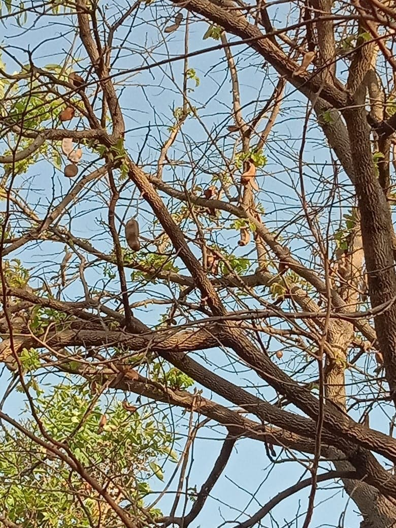 Sahiwal Cows Grazing