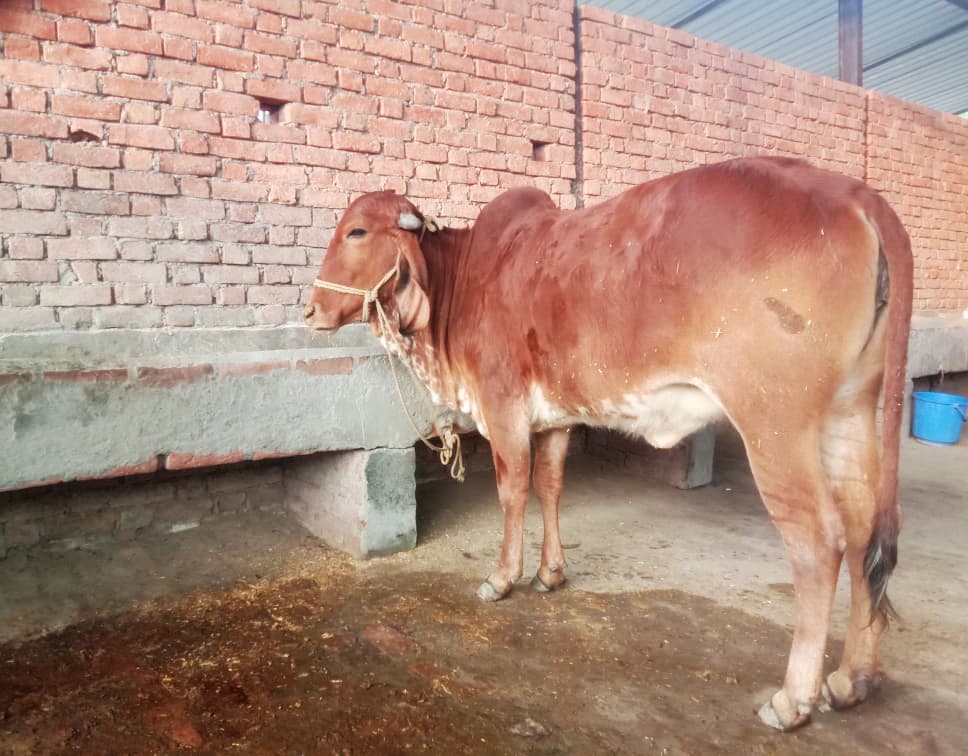 Organic Farm Products